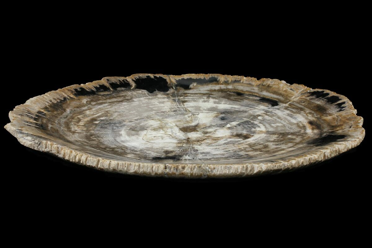 IBOLLILY PETRIFIED WOOD/ LARGE BROWN