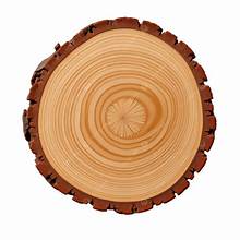 TREE RING PICTURE