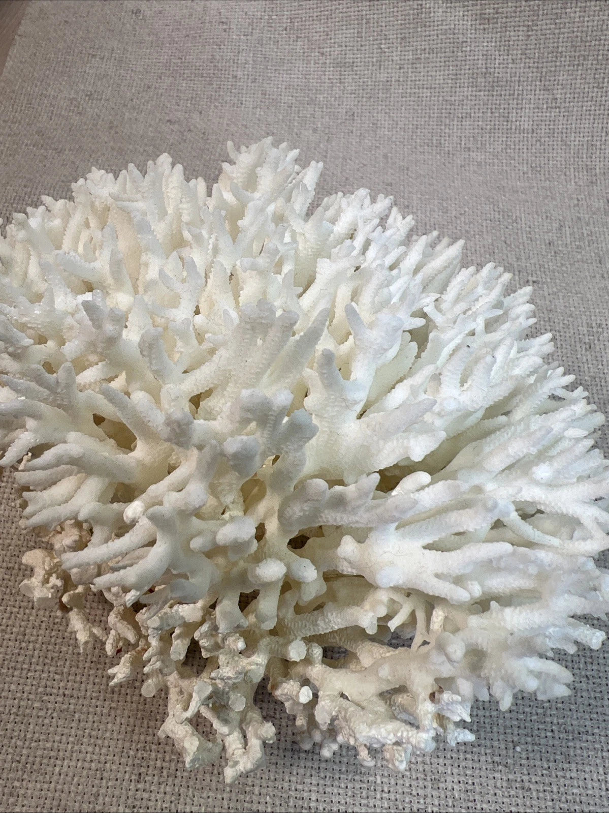 CORAL ON GLASS BASE